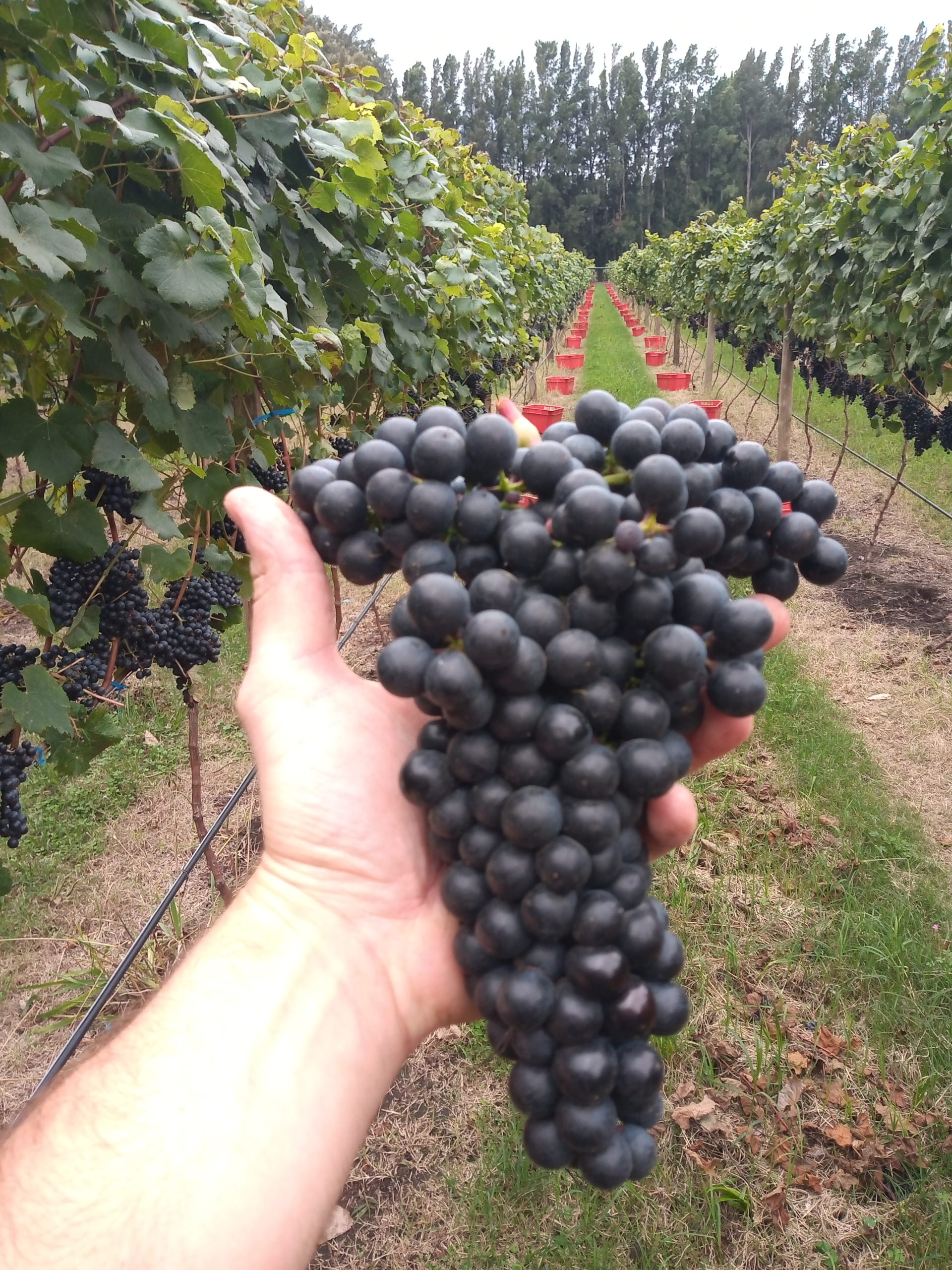 Racimo de Tannat