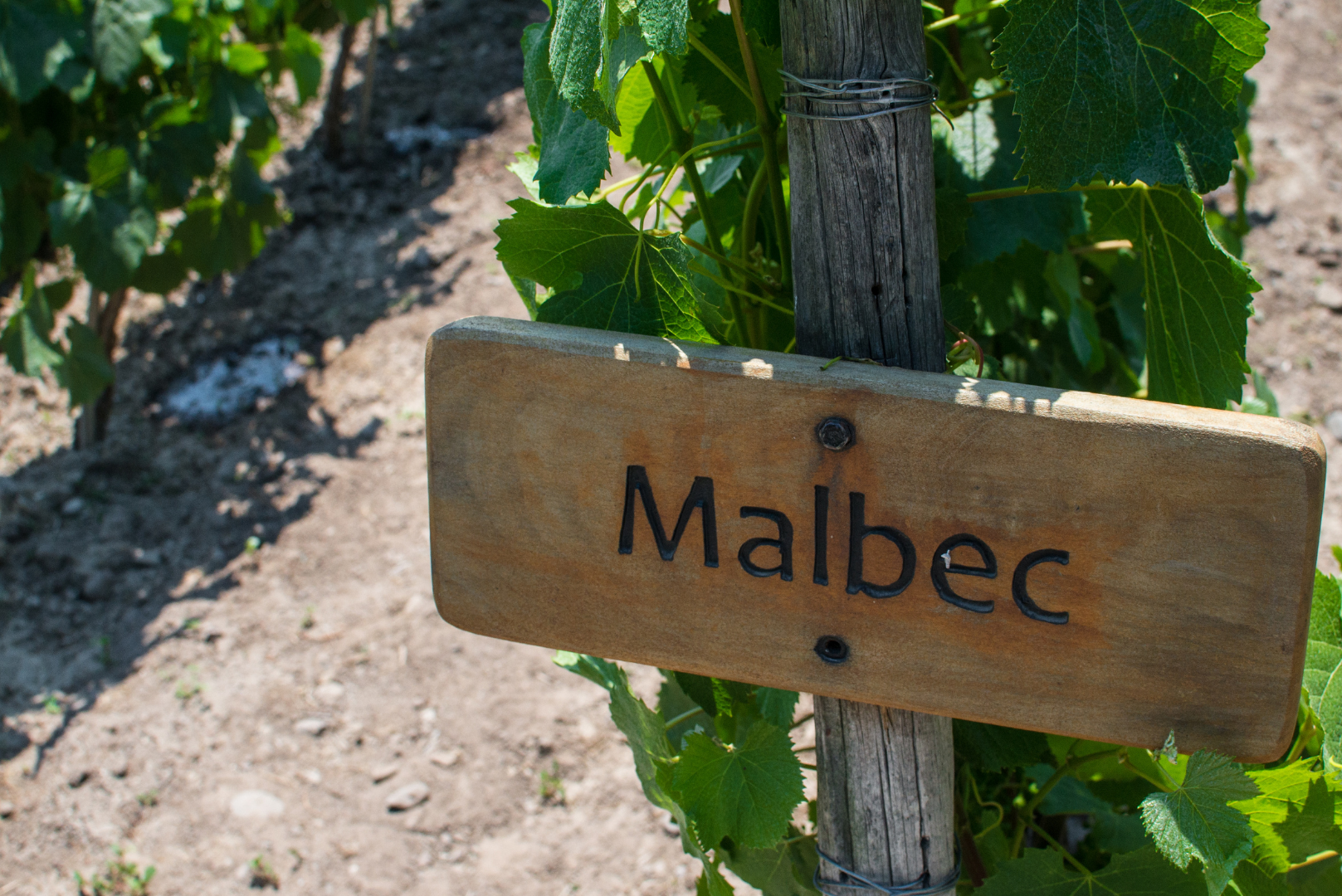 Viñedo de malbec