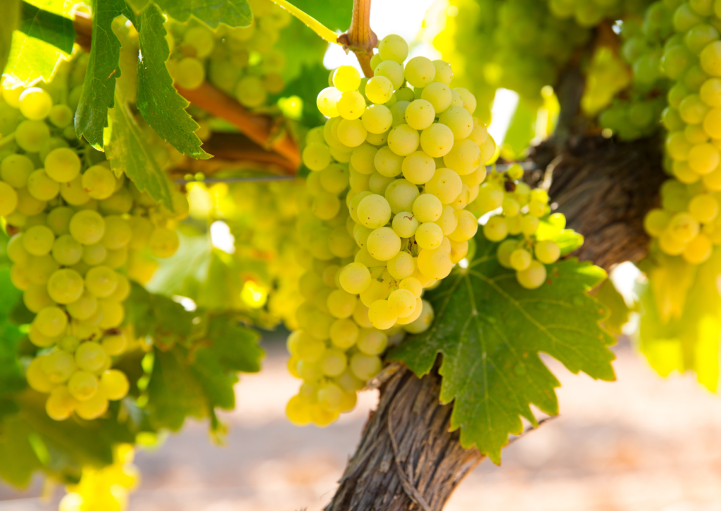 chardonnay