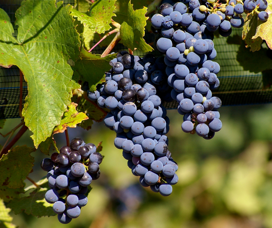 uvas orgánicas